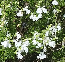 White Autumn Sage, Cherry Sage, Texas Sage, Gregg's Sage, Salvia greggii 'White'